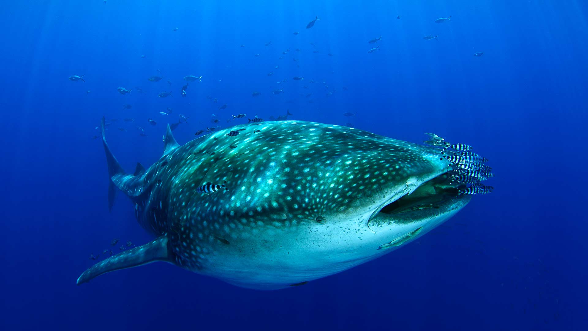 azores getaways | great deals for azores, madeira, canary island